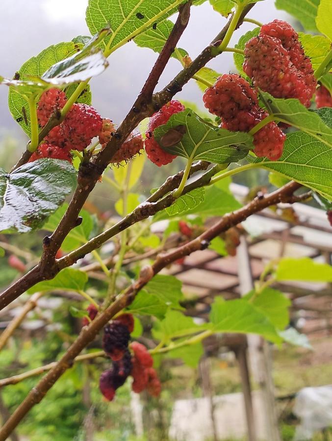 Homestay Ng Family's Farm